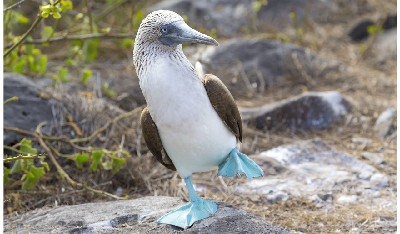 In 2016, researchers discovered the northernmost Blue-footed Booby nest in the world, which was also the first record of the species nesting on any Baja island. Photo by Glenn Lahde/Macaulay Library.