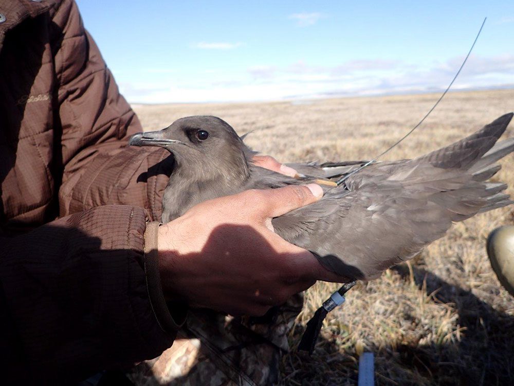 dark bird, Parasitic Jaeger, with a tag