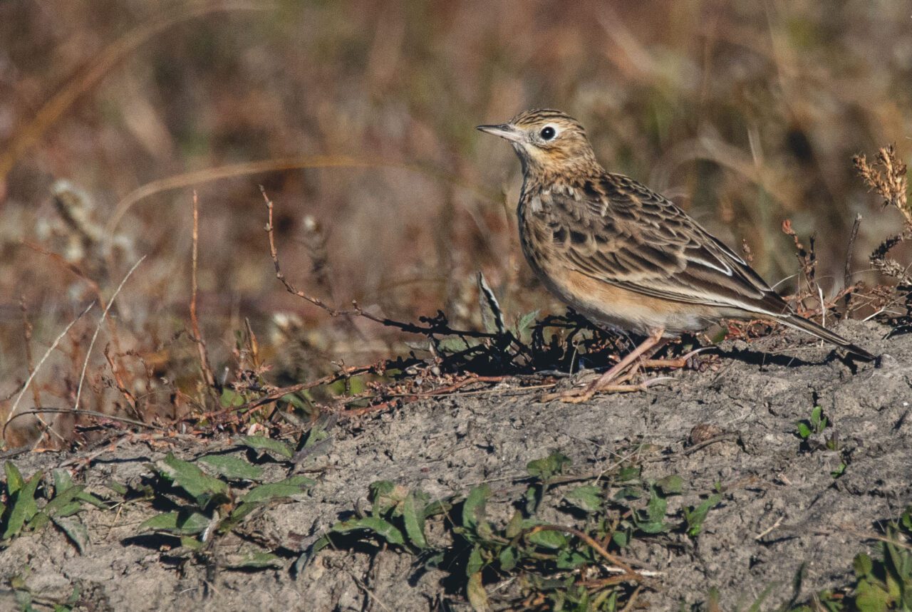 Streaky brown, buff and beige bird on the grassy ground.