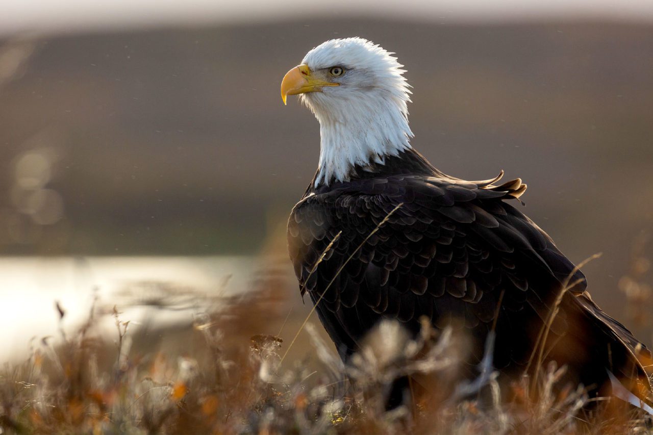 Bald Eagles and other predators are drawn to Izembek to feed on waterfowl and the hundreds of thousands of salmon that spawn in the refuge’s rivers and streams. Photo by Gerrit Vyn.