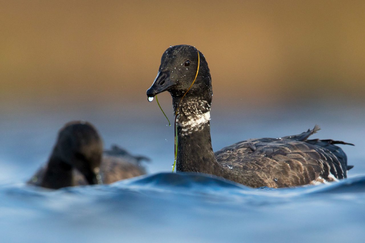 Black Brant stop over in Izembek to fatten up on highly nutritious eelgrass during migration between breeding areas in Alaska, Canada, and Russia and wintering areas along the Pacific Coast as far south as Mexico. Photo by Gerrit Vyn.