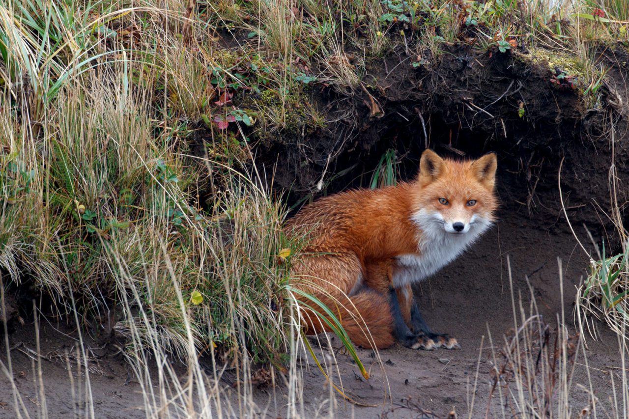 Red Fox are a common sight at Izembek. Photo by Gerrit Vyn.