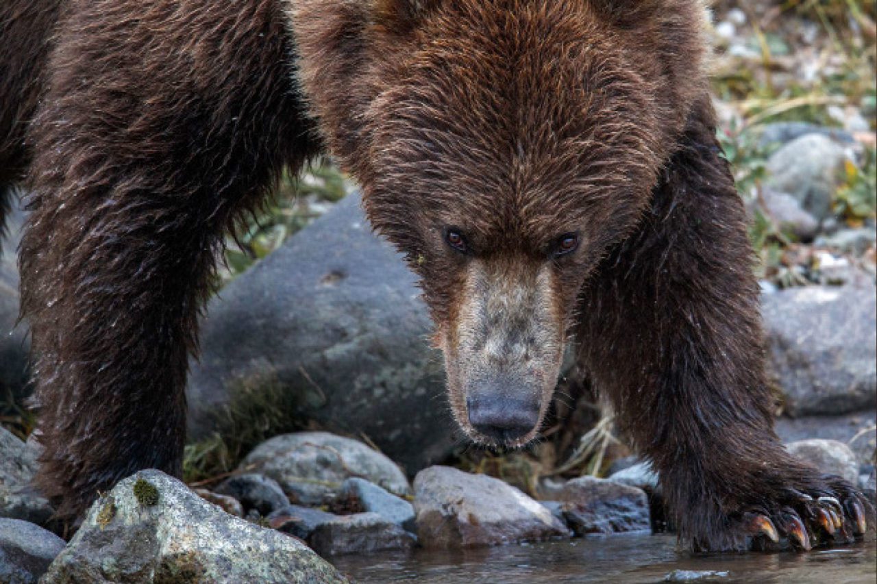 Drawn to take advantage of spawning salmon in Izembek’s streams, grizzly bears can reach a density of nine per square mile in late summer. Photo by Gerrit Vyn.