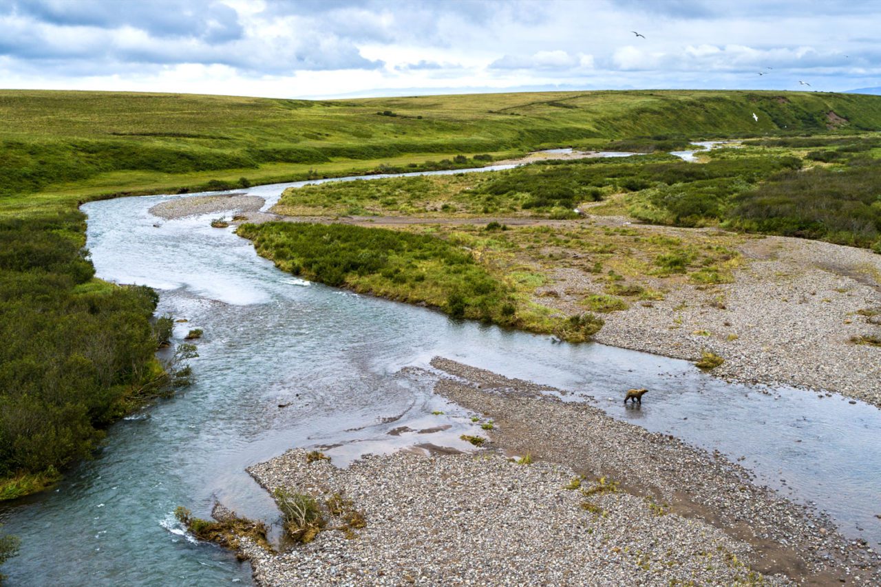 Grizzly Bear populations in and around Izembek Lagoon are among the densest in the world, attracted and fed by robust populations of 4 Pacific salmon species that spawn in the lakes and streams of the refuge. Photo by Gerrit Vyn.