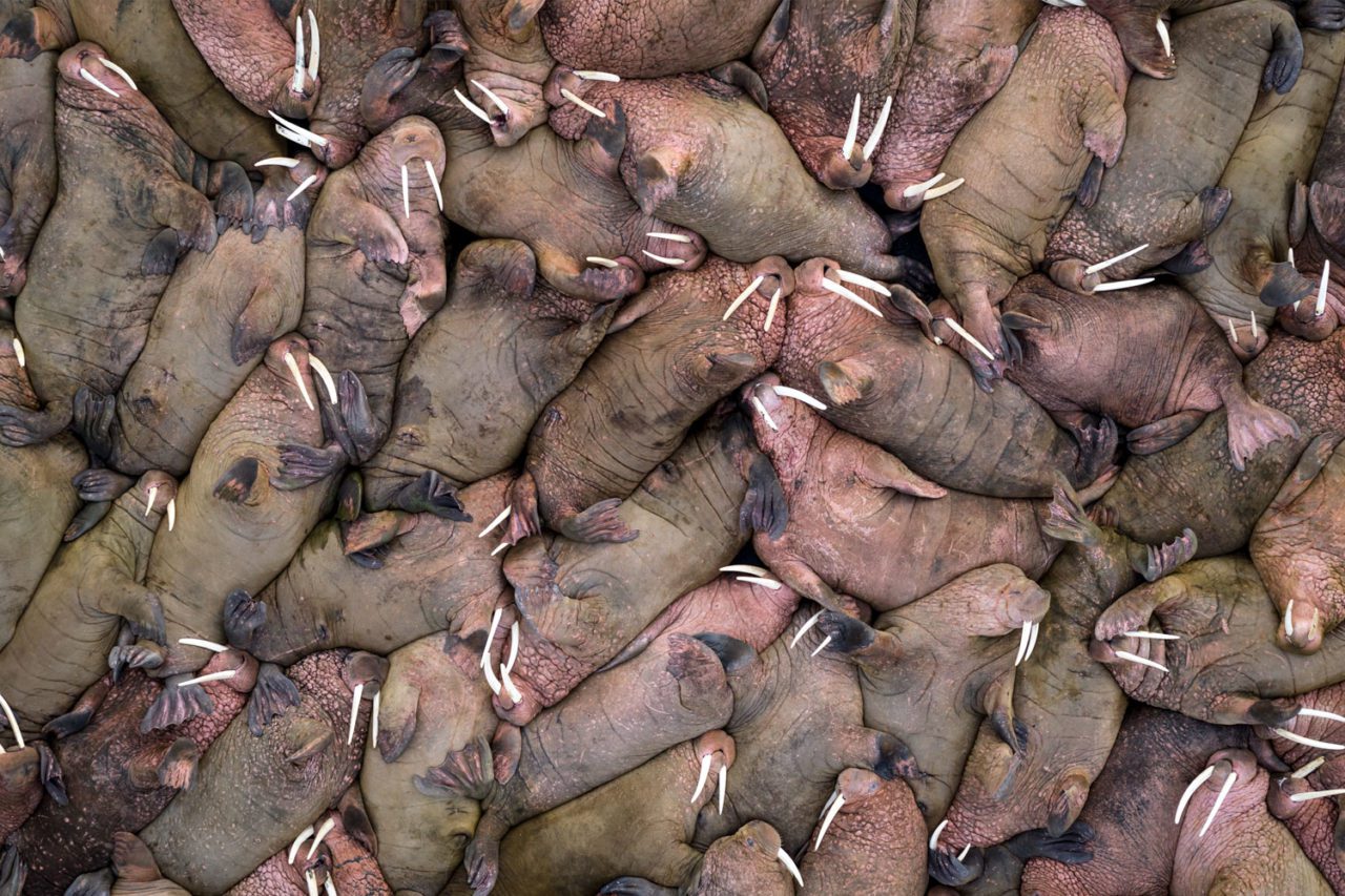 Resting between foraging trips to sea, large numbers of walrus find refuge on the protected barrier islands that separate Izembek Lagoon from the Bering Sea. Photo by Gerrit Vyn.