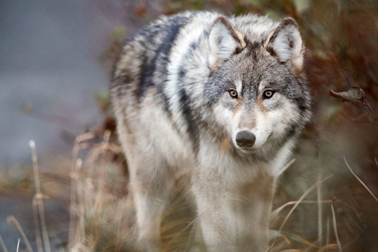 Wolves follow the migration of the Southern Alaska Peninsula caribou herd through Izembek, as the herd moves to calving grounds north of the refuge. Photo by Gerrit Vyn.