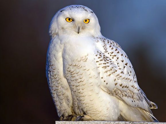 Big, white bird with yellow eyes against dark background.