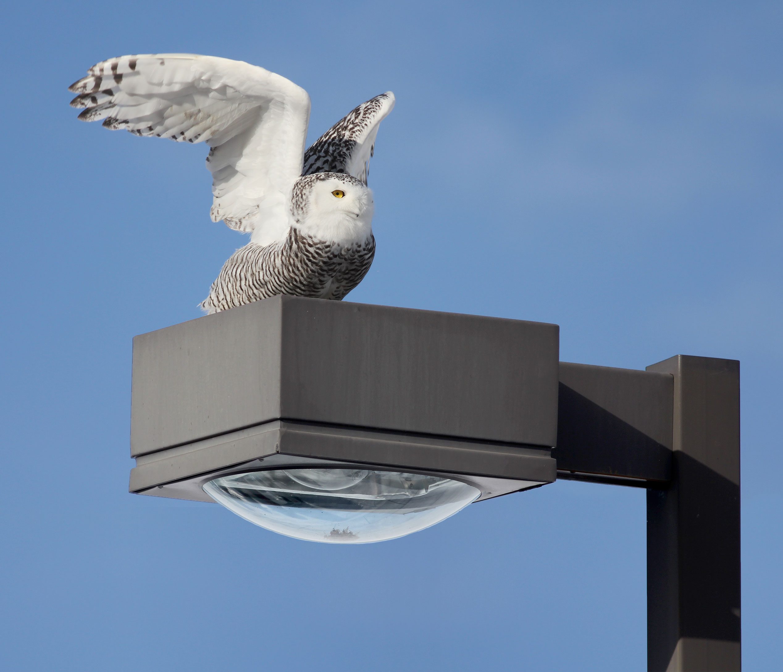 Snowy Owl by Kevin McGowan