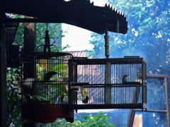 Birds in cages that are hanging from a metal roof