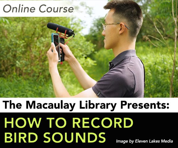 Take your sound recording to the next level with the How to Record Bird Sounds course