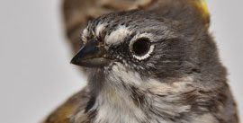 Sagebrush and Bell's Sparrows