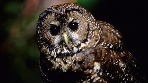 Northern Spotted Owl by Gerrit Vyn