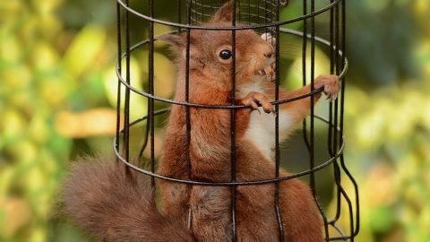 Squirrels have a way of breaching even the most 