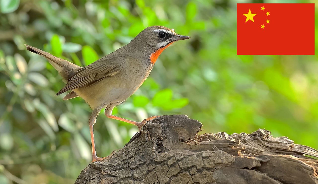 Siberian Rubythroat