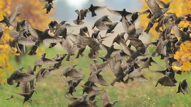 European Starlings can be noisy neighbors. Photo by Red~Star via Birdshare.