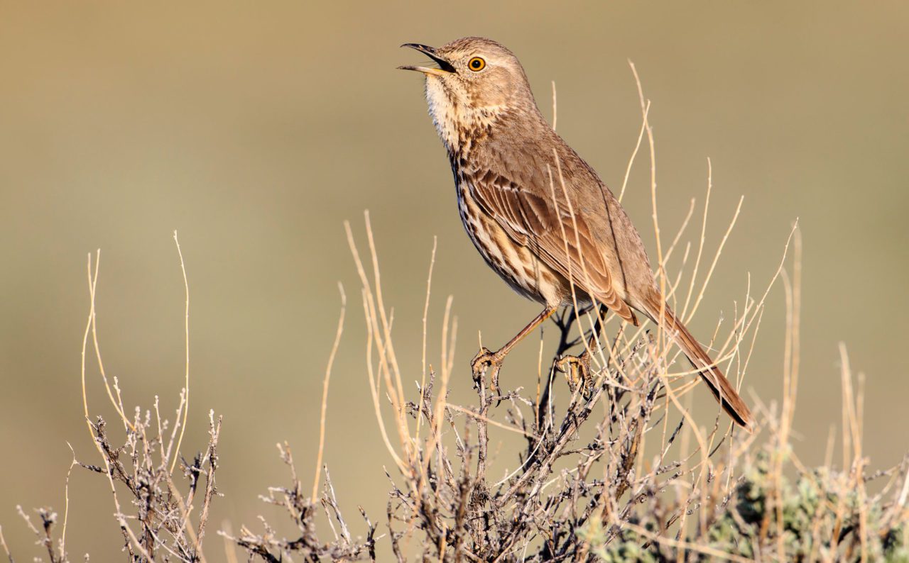 Sage Thrasher by Gerrit Vyn