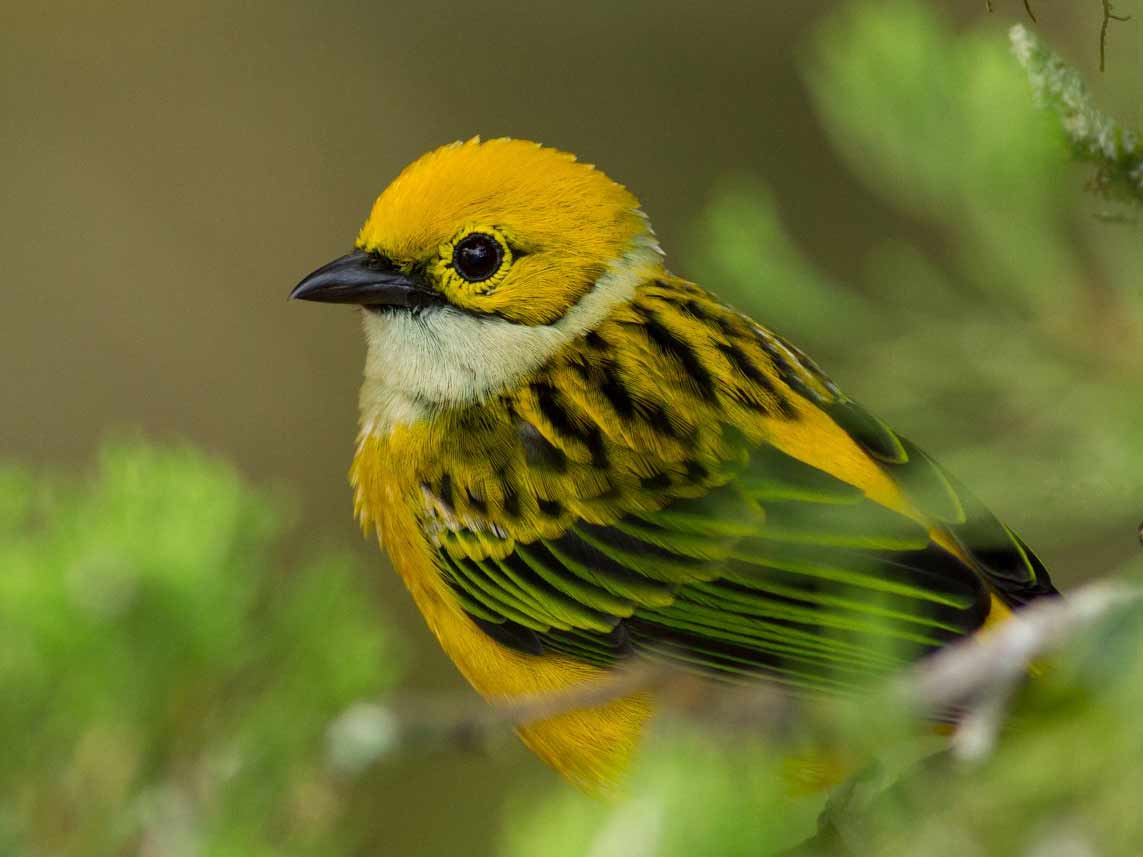 A yellow-and-black songbird with a white throat.