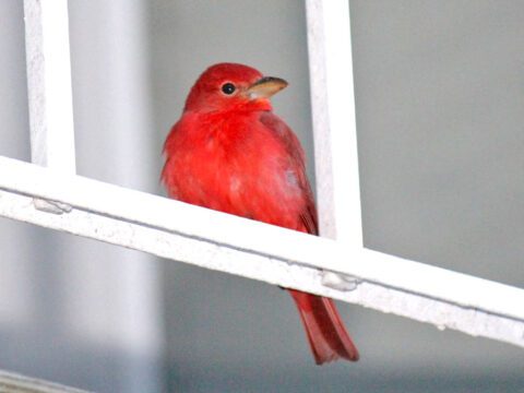 A red bird perches on a balcony.