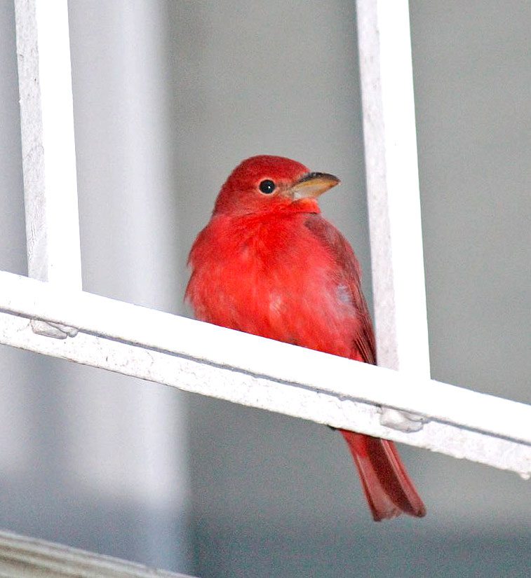 A red bird perches on a balcony.