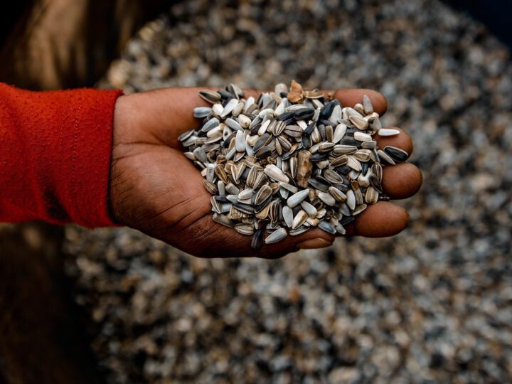 Someone holds a handful of sunflower seeds.