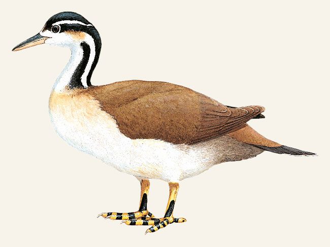 Illustration of a brown and white duck-shaped bird with a white and black striped head and neck, and yellow and black legs and feet.