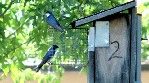 Tree Swallows by Ash/Flickr