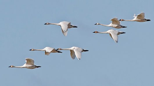 Many birds, like these Tundra Swans, migrate day and night. Photo by Raymond Lee via Birdshare.