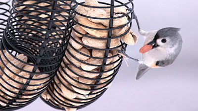 A Tufted Titmouse at a peanut feeder. Photo by fishhawk via Birdshare.