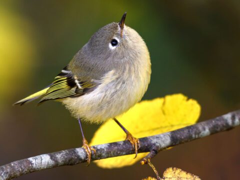 Cute little gray and yellow bird with a white eyering looking upwards while perched on a branch.