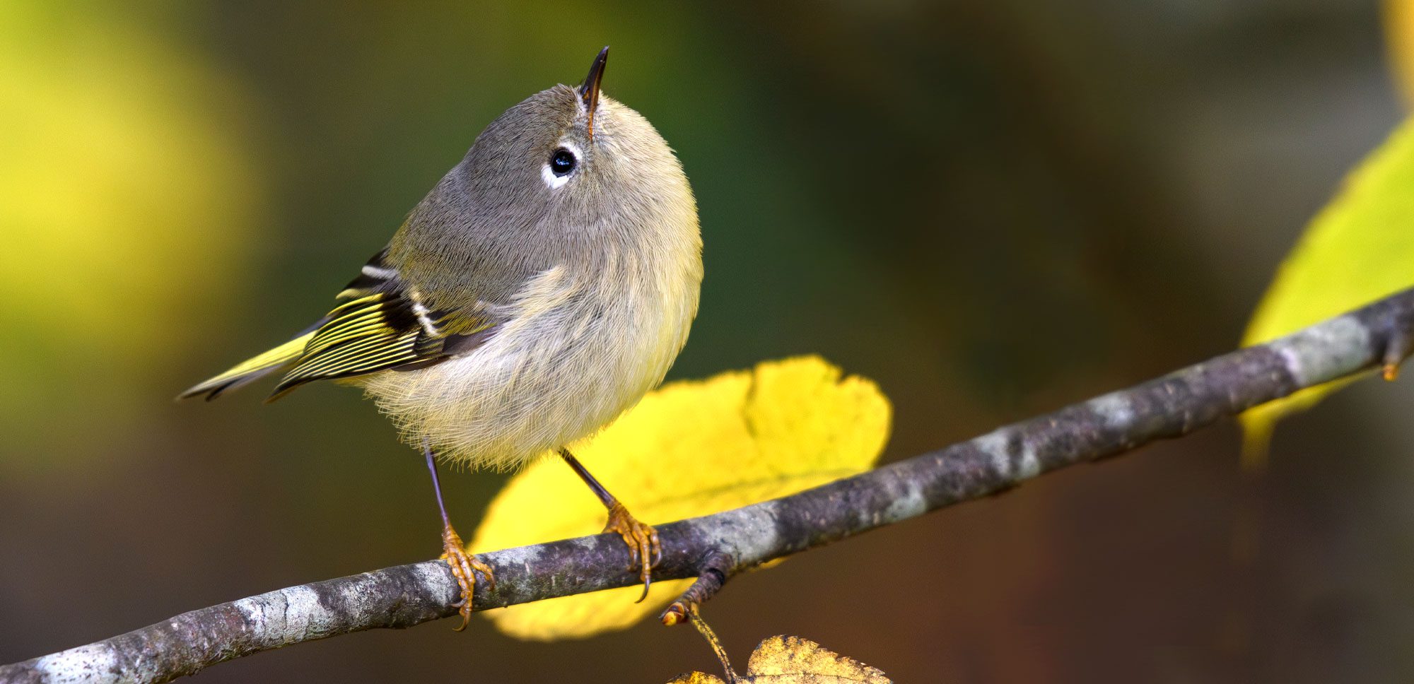 Cute little gray and yellow bird with a white eyering looking upwards while perched on a branch.