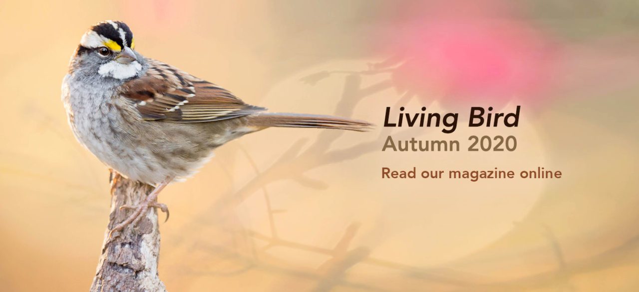 White-throated Sparrow. Photo by Ray Hennessy.