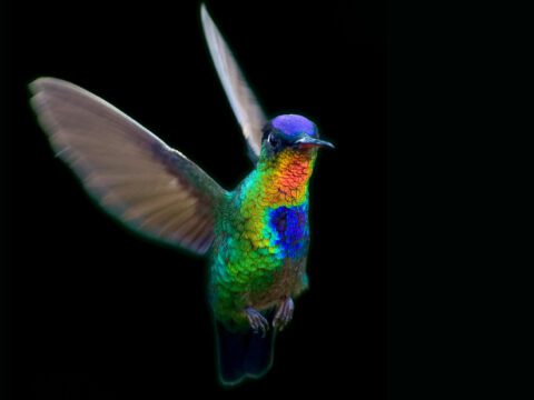 A colorful bird against a black background.