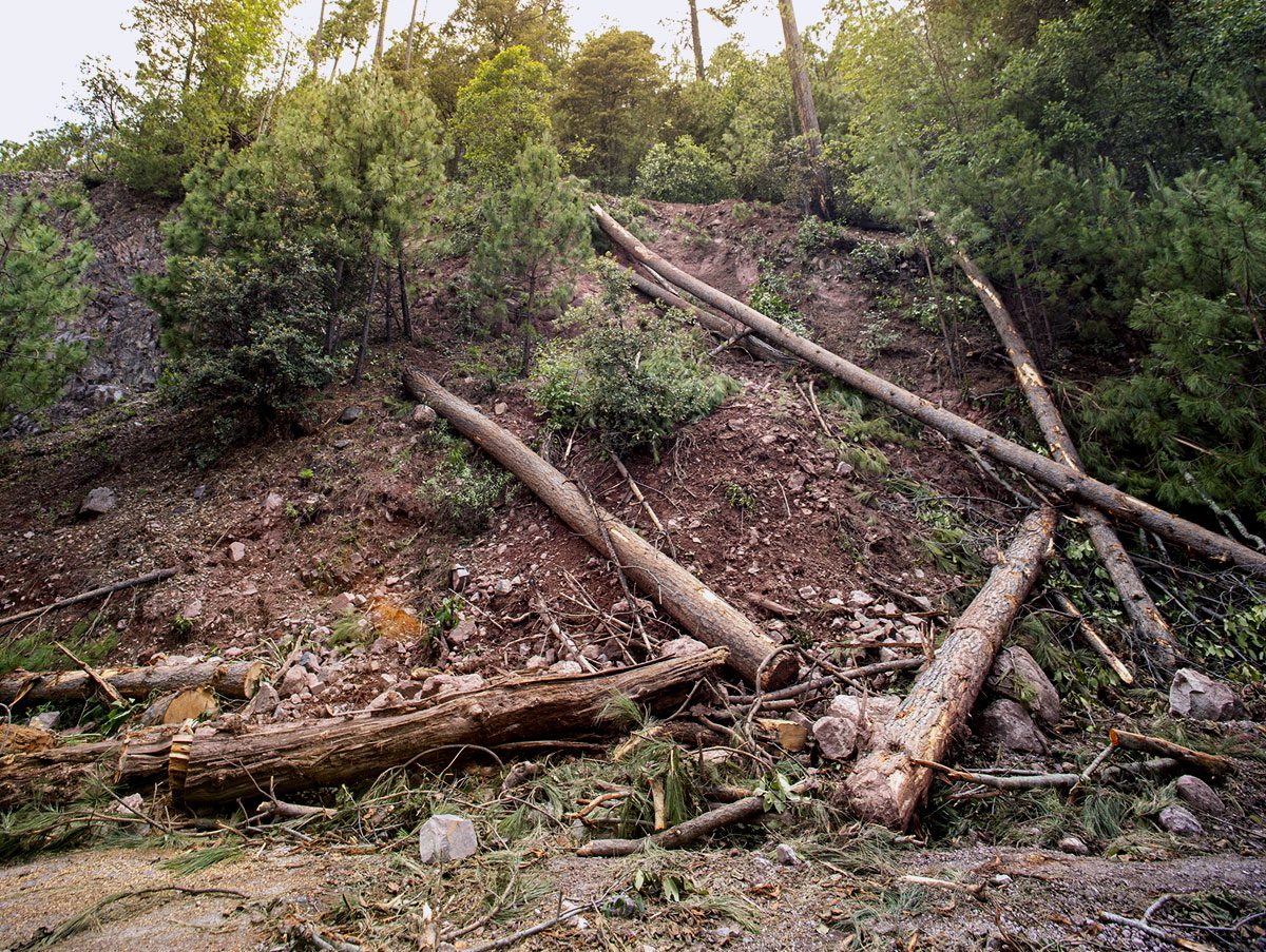 A hillside with cut trees lying on the slope.