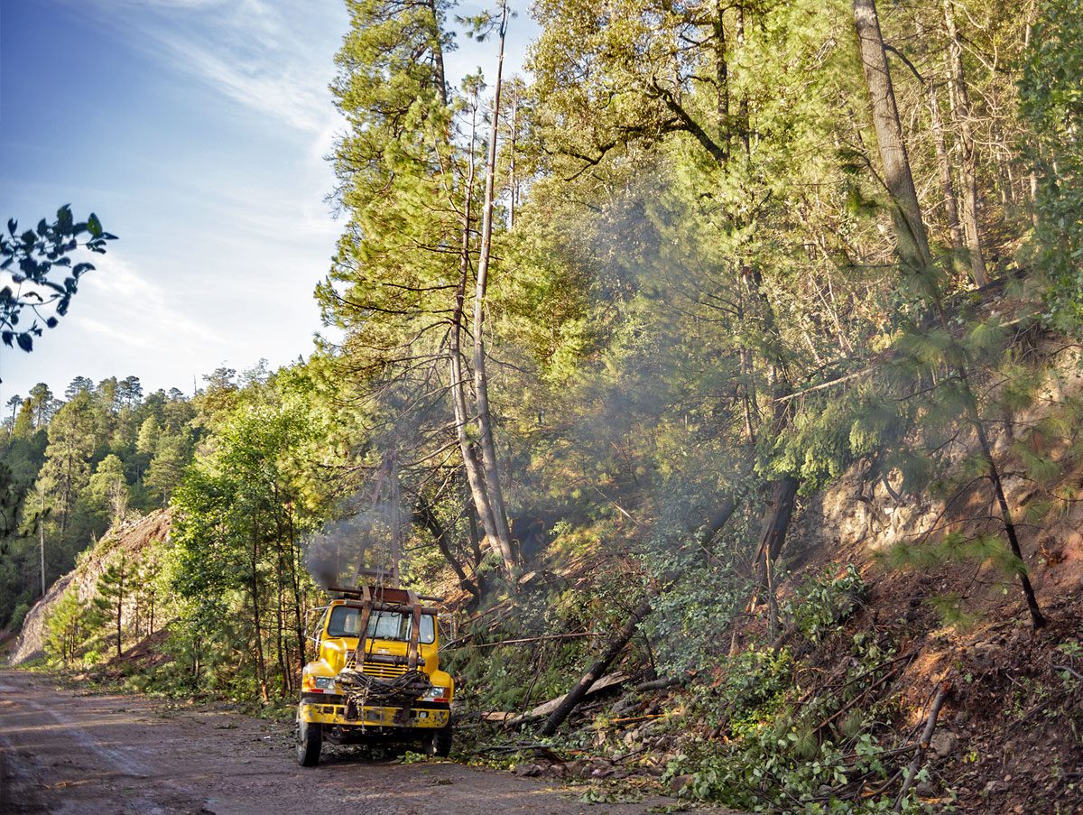 A truck cutting down trees.