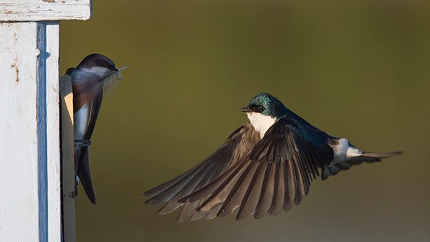 For the most part, nest boxes are safe places for birds, but they can still be vulnerable to predation and can't protect birds if food supplies are low. Photo by Mike Thirkell via Birdshare.