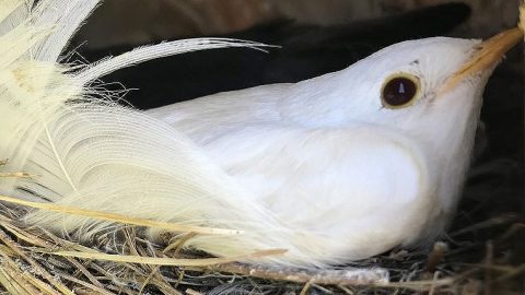 Albino Tree Swallow, Photo by Edie Wieder via Nestwatch