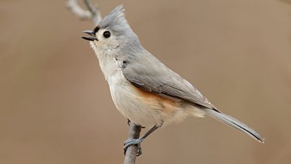 Tufted Titmouse by Deborah Bifulco via Birdshare