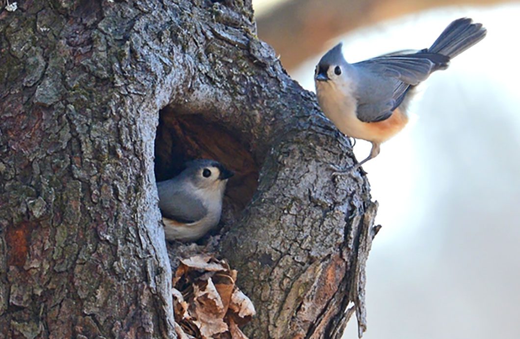 Tufted Titmouse pair at the nest. By Fernando Corrada via Birdshare