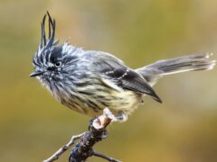 A streaked black and white bird with a few long head feathers stands on a branch.