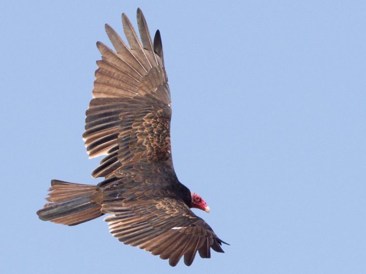 adult Turkey Vulture