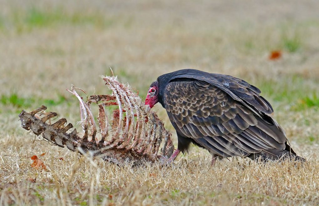 Turkey Vultyre on a carcass. Photo by Brian Kushner via Birdshare.