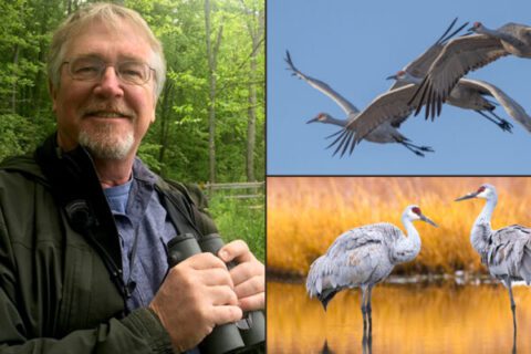 composite image: a man holding binoculars and smiling, juxtaposed with two pictures of cranes flying and standing in a marsh