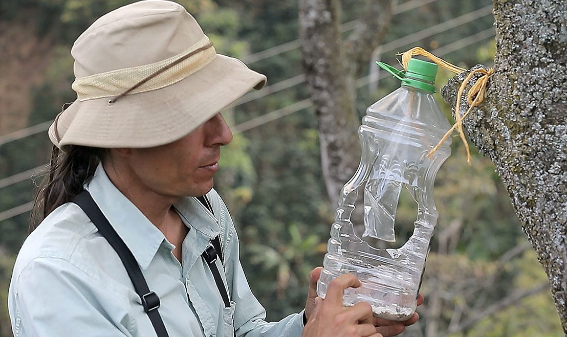 On Veronica's farm, natural pest control methods are used to control coffee borer beetles. Photos by Cornell Lab Multimedia.