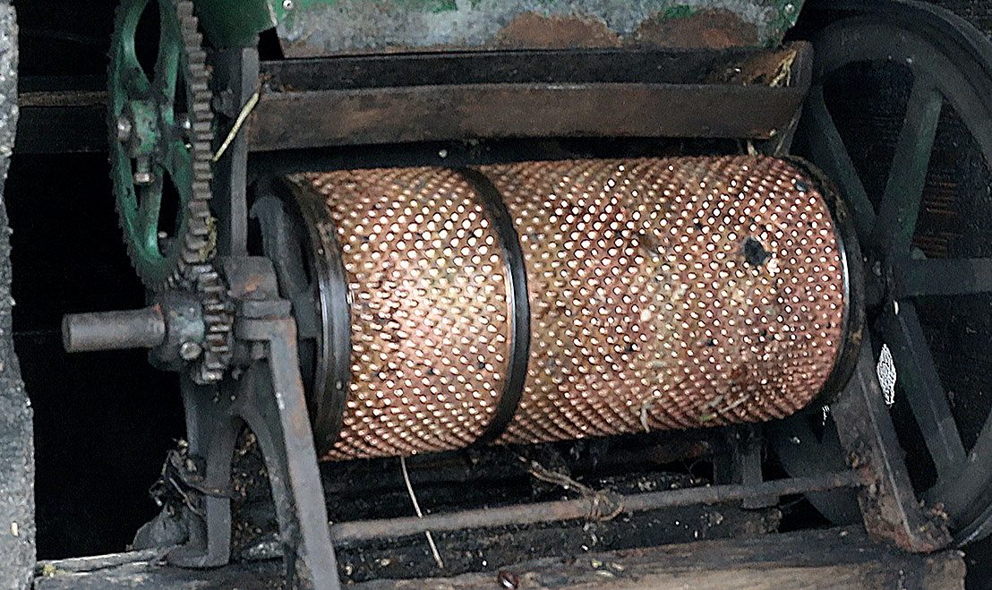 An antique depulping press is used to process the coffee beans. Cornell Lab Multimedia.