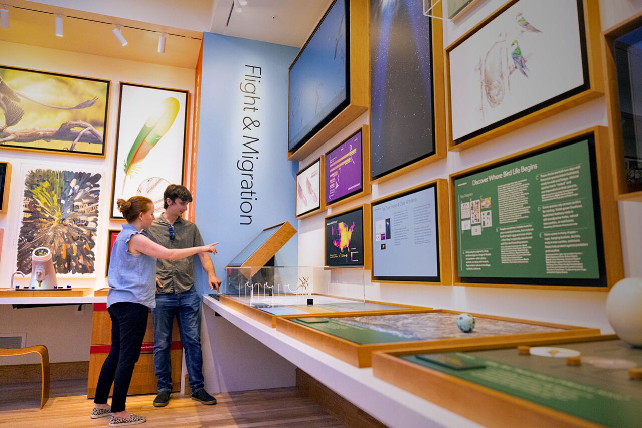 Flight and Migration exhibit at the new Cornell Lab of Ornithology Visitor Center.