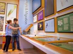 Flight and Migration exhibit at the new Cornell Lab of Ornithology Visitor Center.