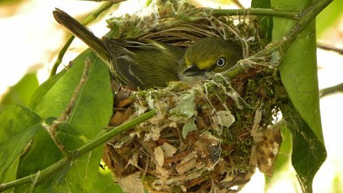 Give A Warm Welcome to Nesting Birds With NestWatch, White-Eyed Vireo nest