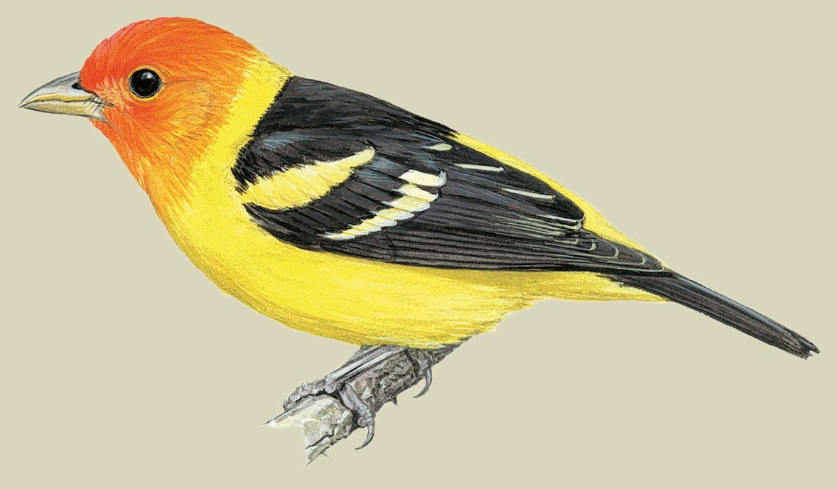 Illustration pf a bright yellow and black bird with an orange-red head.