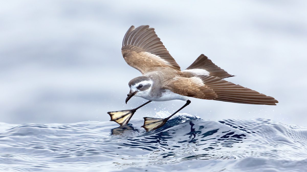 Brown, white and gray bird with big feet landing on the later.