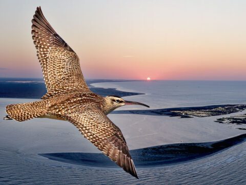 A brown and white bird with a long bill flying, with image of an island at sunset.